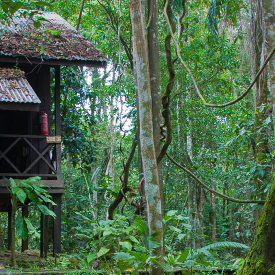 Jungle Hotel Borneo