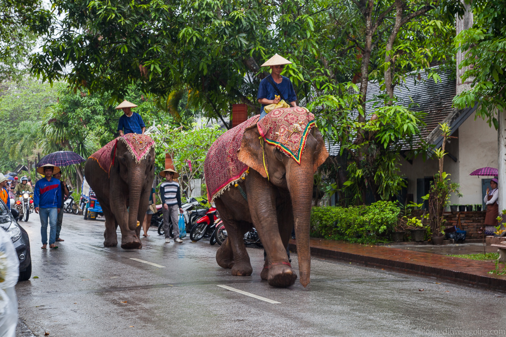 Elephants in the main street