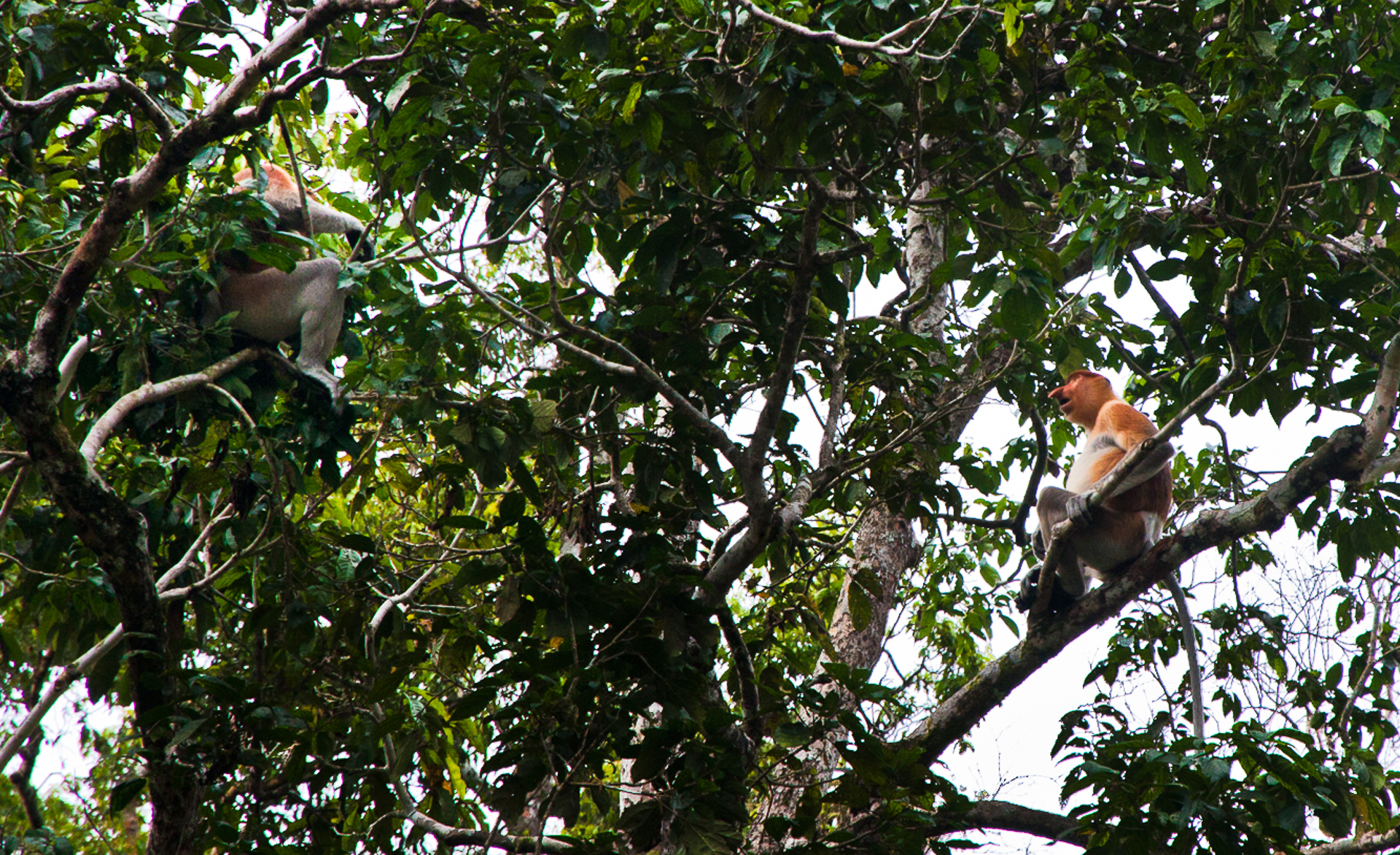 Proboscis monkeys, Borneo