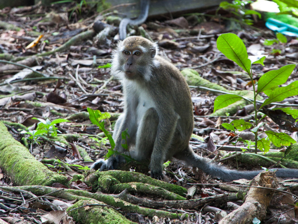 Macaque, Borneo