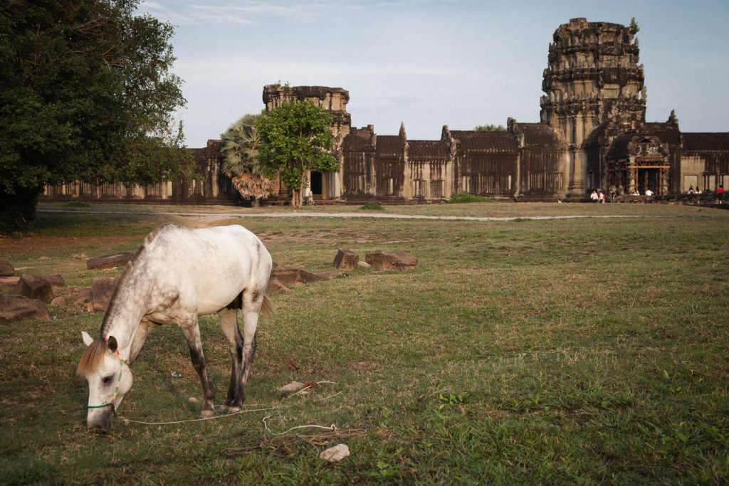 Resident horse within the vast grounds of Angkor Wat