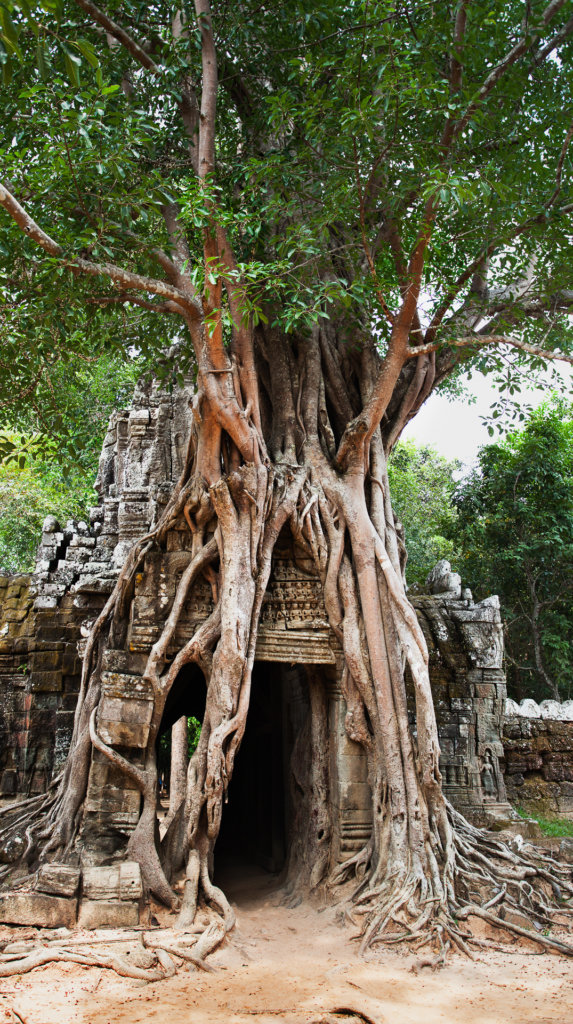 Strangler fig, East Gopura, Ta Som, Angkor