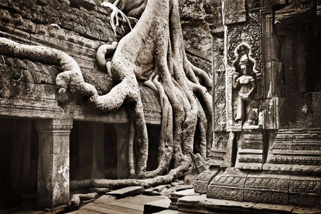 Silk cotton tree roots over the west gallery of the second enclosure