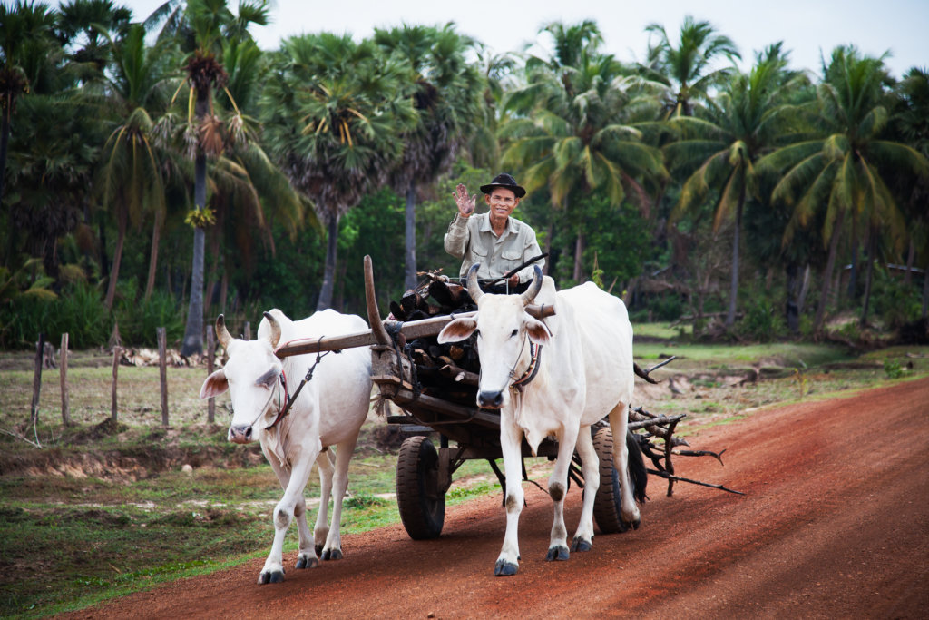 Ox cart, Siem Reap