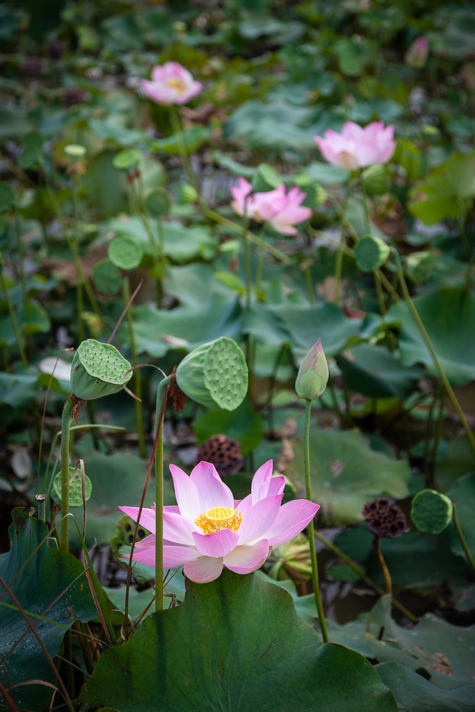Lotus farm, Cambodia