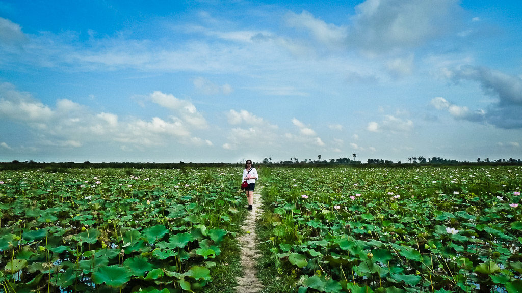 Lotus farm, Cambodia
